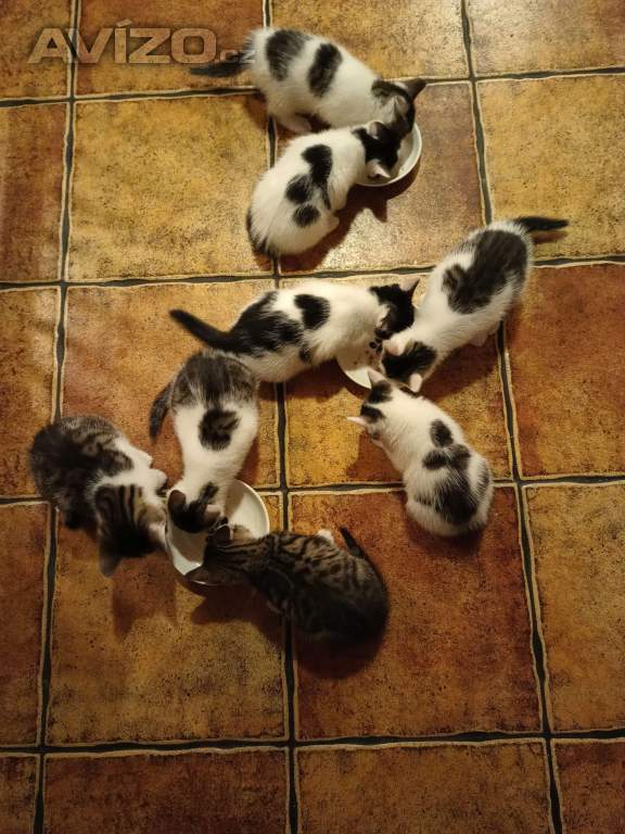 KOŤATA HLEDAJÍ DOMOV