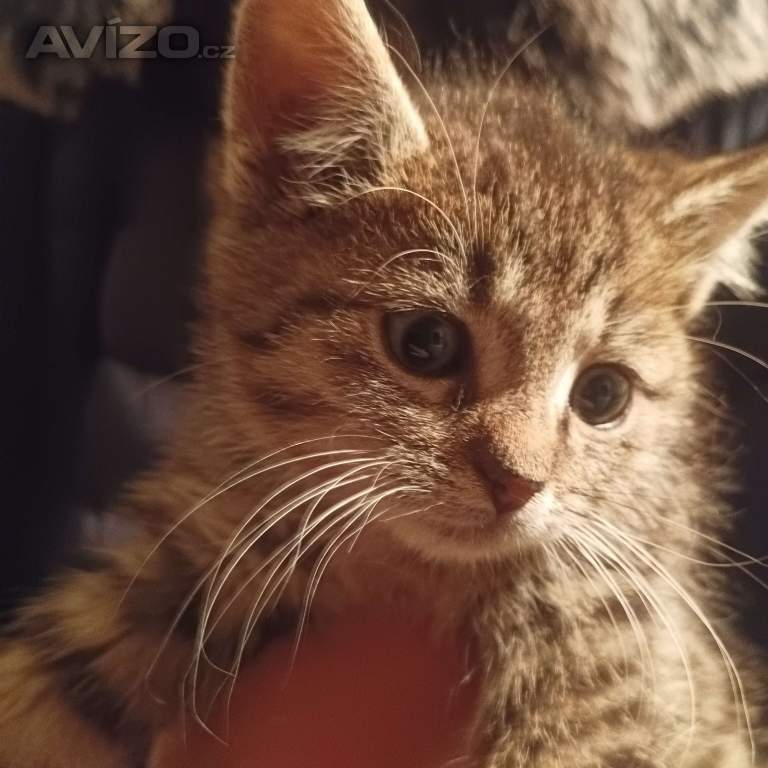 Foto inzerátu Koťátko Britská x 