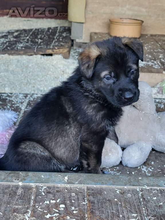 Foto inzerátu NO štěňata s PP 