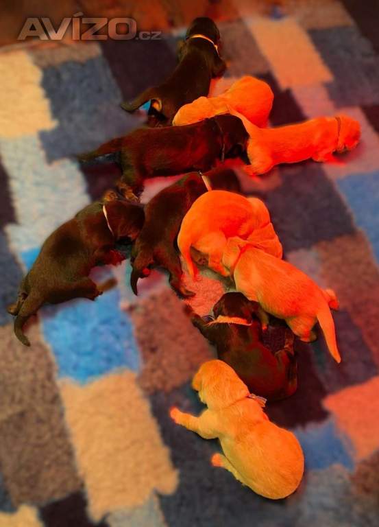 Nabídka štěňat hovawarta s PP