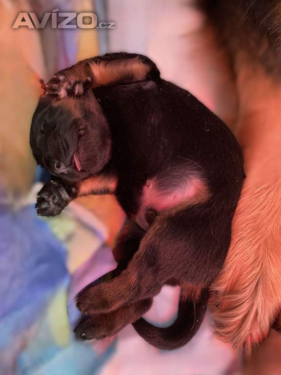 Foto inzerátu Nabídka štěňat hovawarta s PP