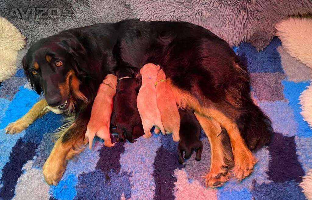 Foto inzerátu Nabídka štěňat hovawarta s PP