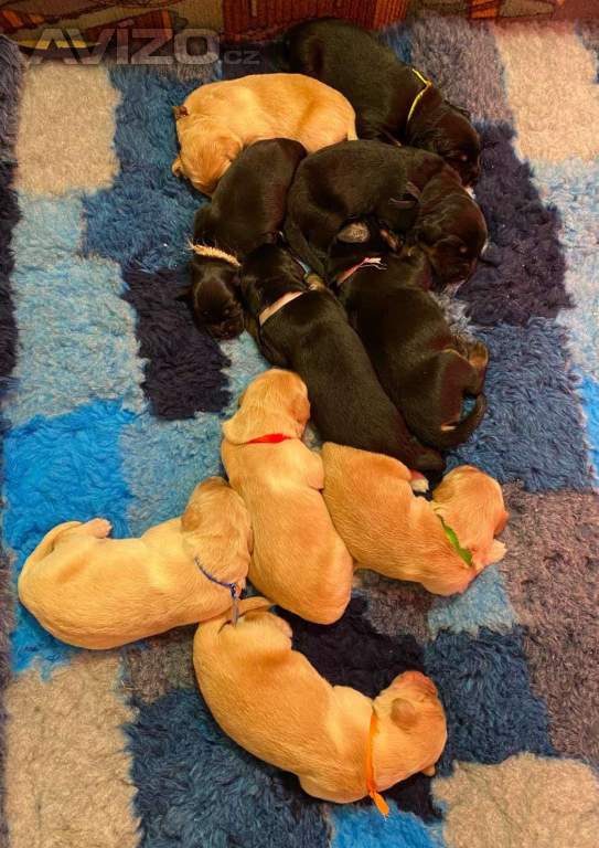 Foto inzerátu Nabídka štěňat hovawarta s PP