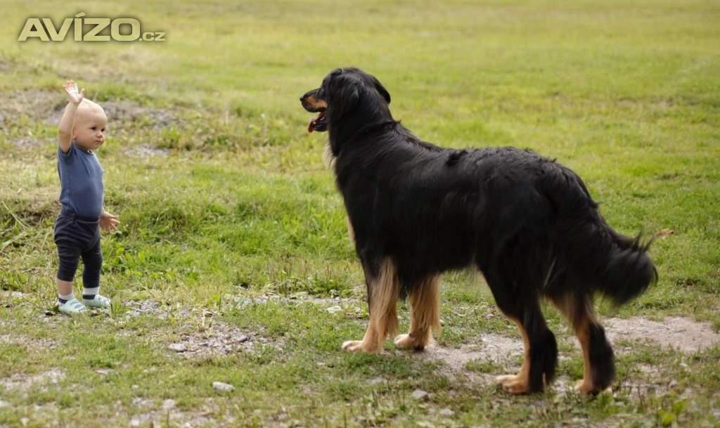 Foto inzerátu Nabídka štěňat hovawarta s PP