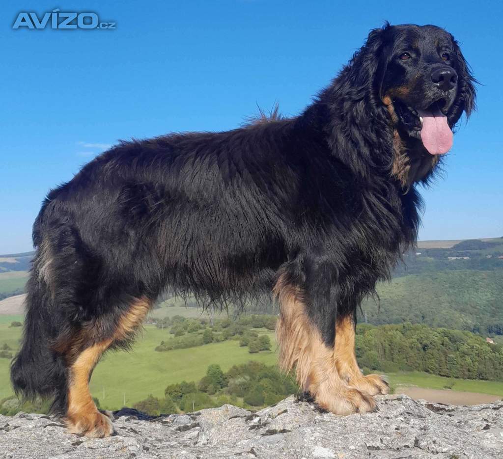 Foto inzerátu Nabídka štěňat hovawarta s PP