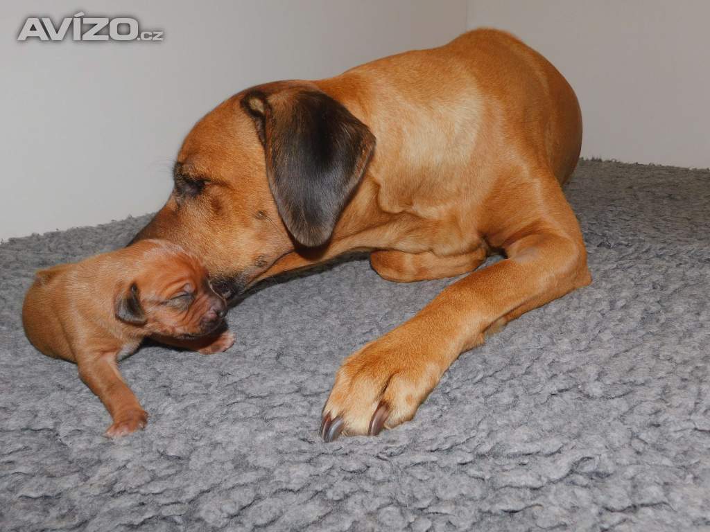 Foto inzerátu Rhodéský ridgeback - fenka s PP