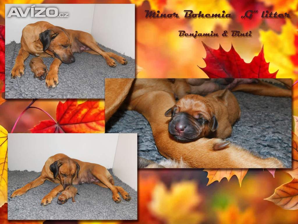Foto inzerátu Rhodéský ridgeback - fenka s PP