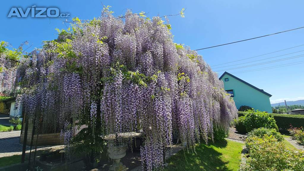 Foto inzerátu VISTÁRIE