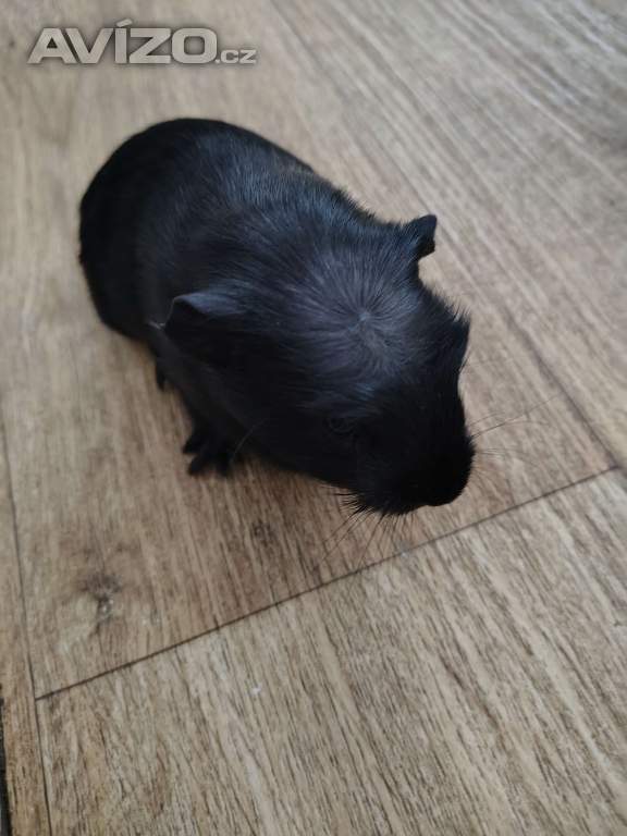 Foto inzerátu Morčata 