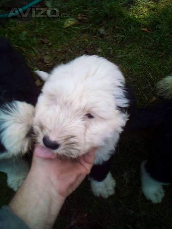 Foto inzerátu bobtail