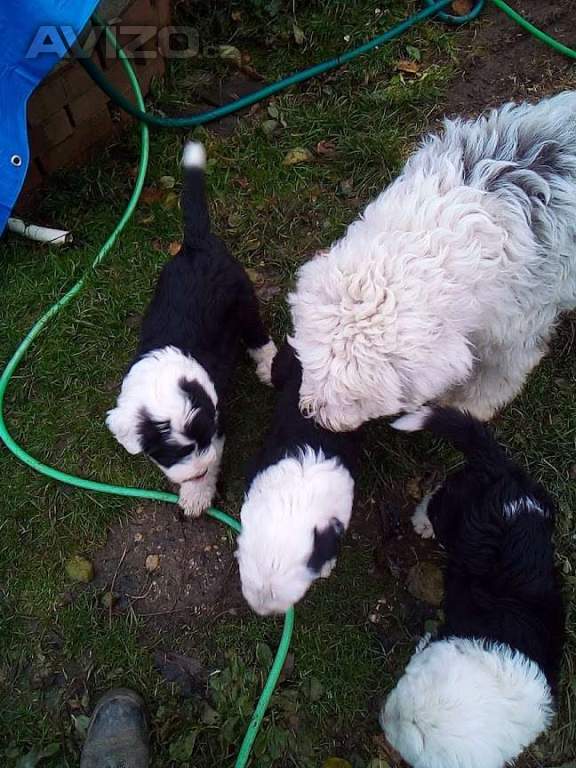 Foto inzerátu bobtail