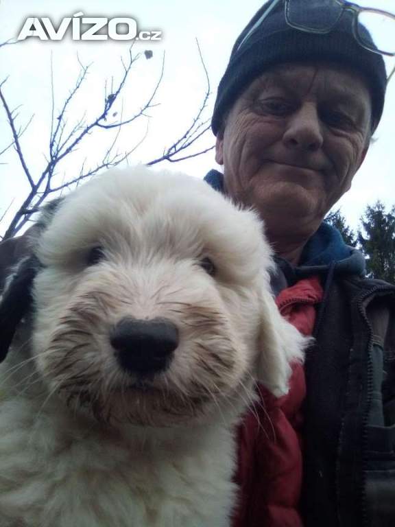 Foto inzerátu bobtail