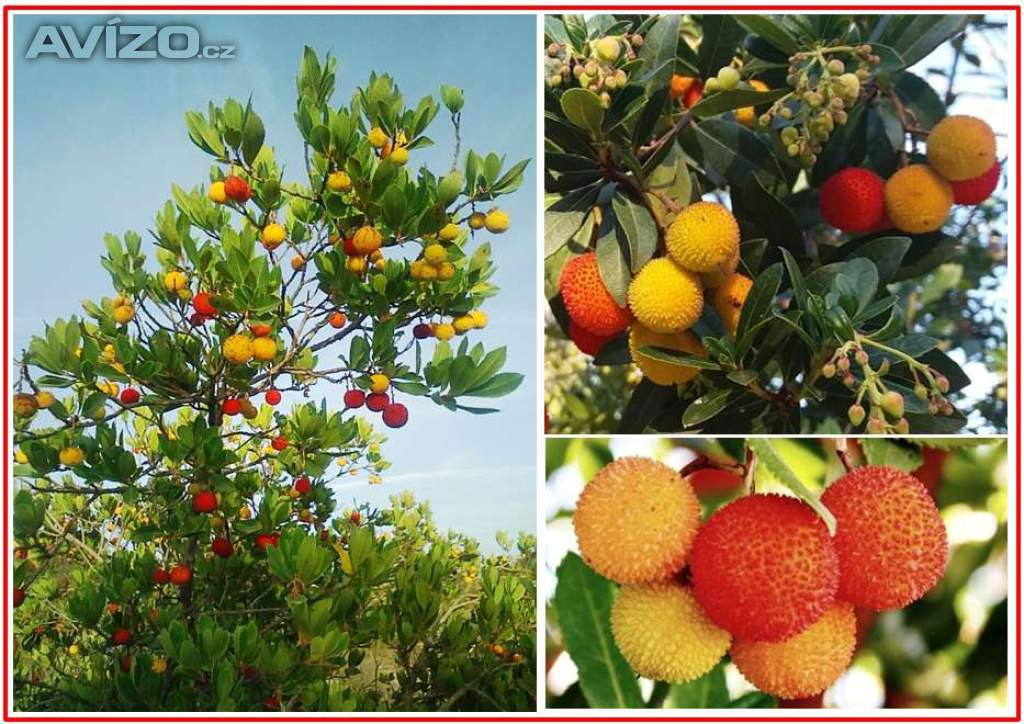 Arbutus Unedo - semena