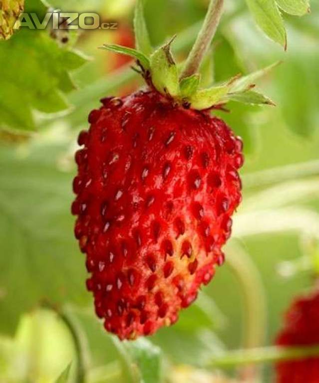 Jahodník Rujana - semena