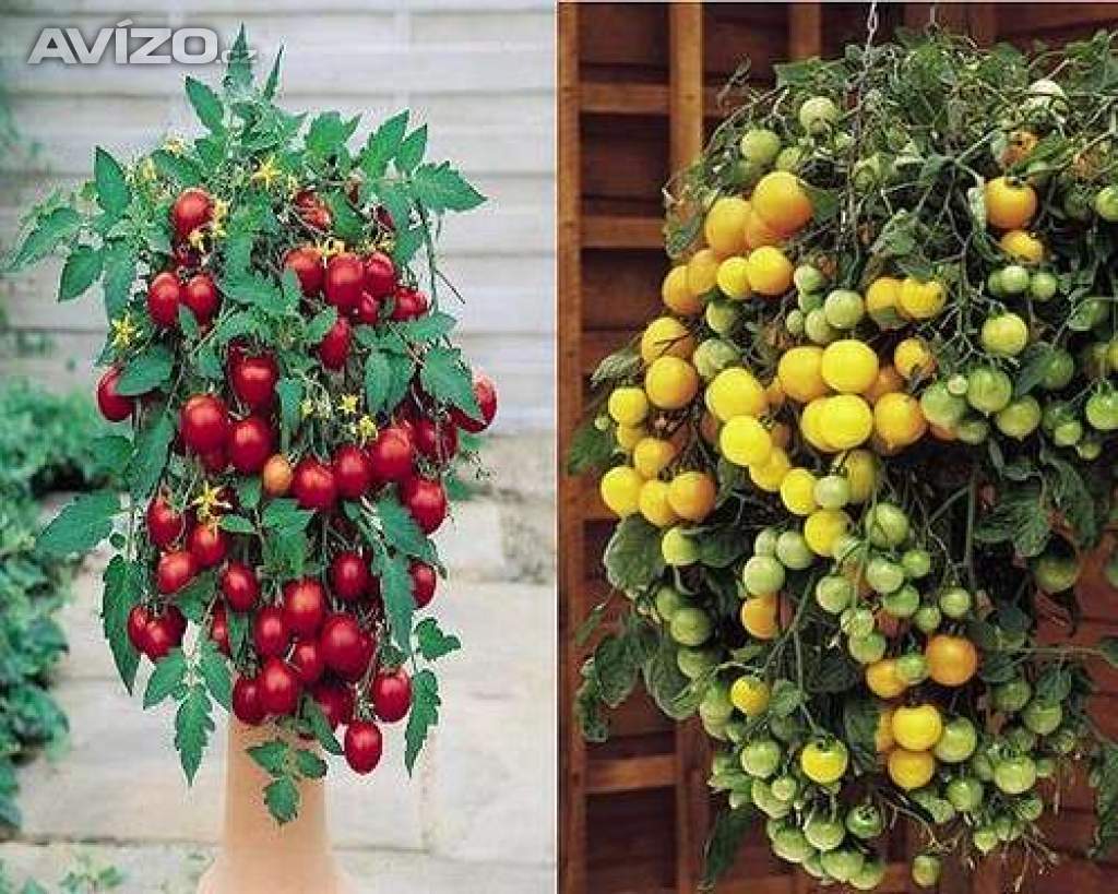 Rajče 2 x 10 Tumbling Tom Yellow + Red převislé truhlíkové  - semena