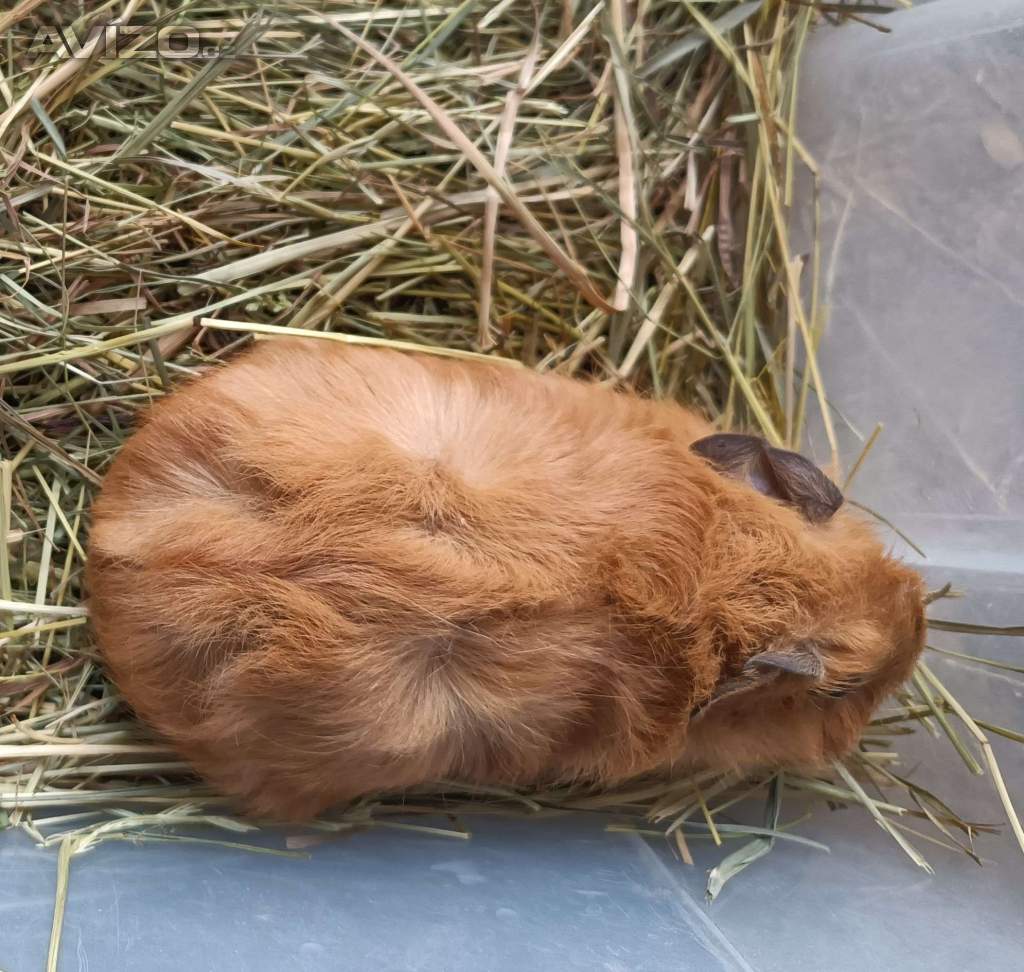 Foto inzerátu morčata