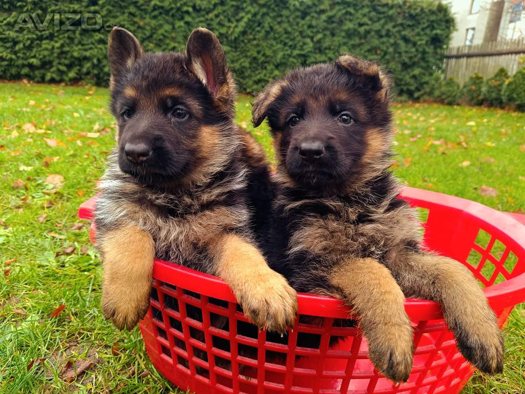 Štěňátka NO s PP 