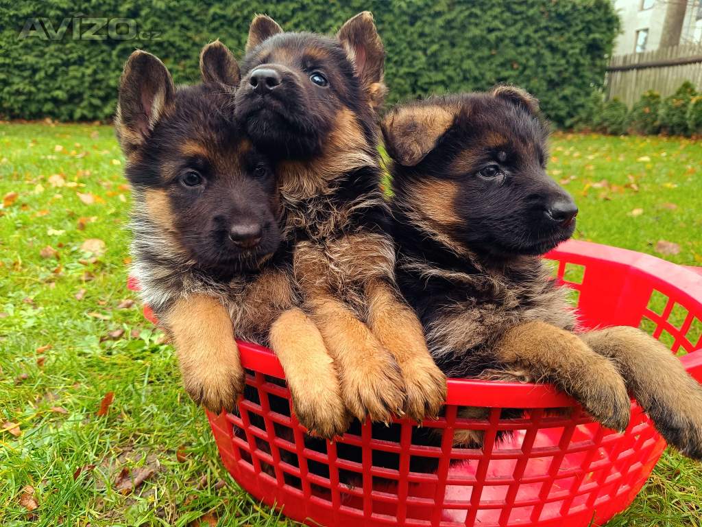 Foto inzerátu Štěňátka NO s PP 