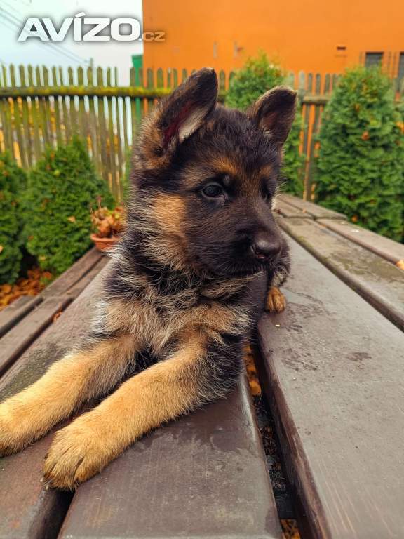 Foto inzerátu Štěňátka NO s PP 