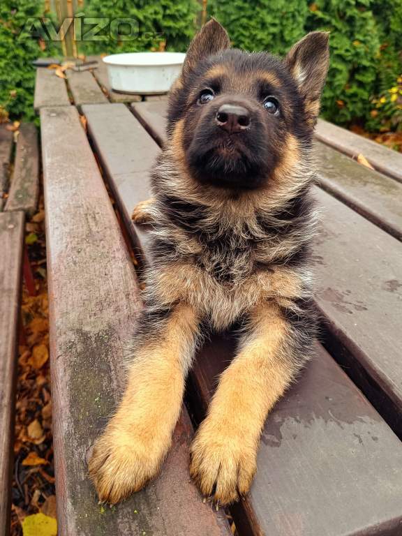 Foto inzerátu Štěňátka NO s PP 