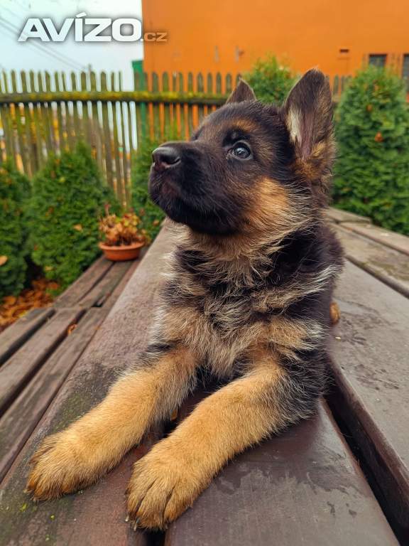 Foto inzerátu Štěňátka NO s PP 