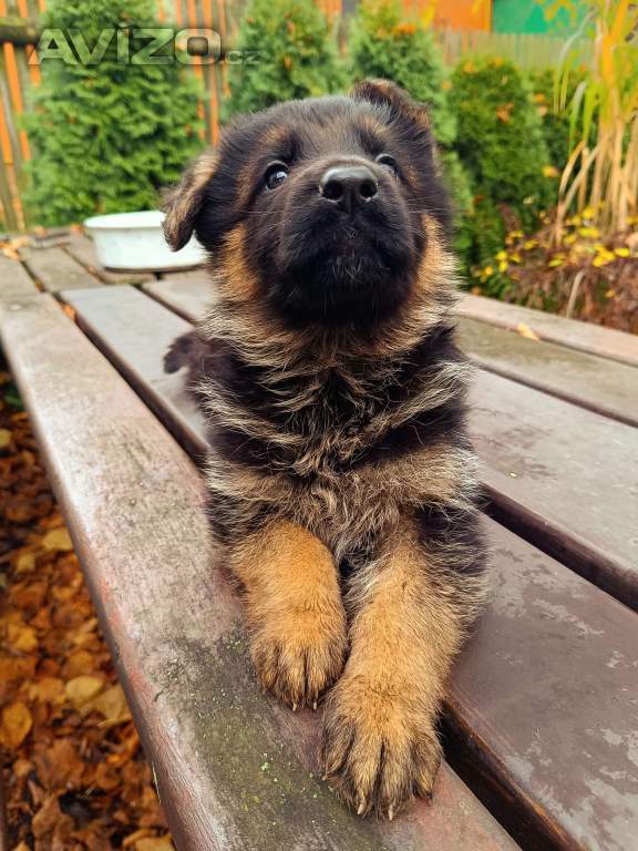 Foto inzerátu Štěňátka NO s PP 