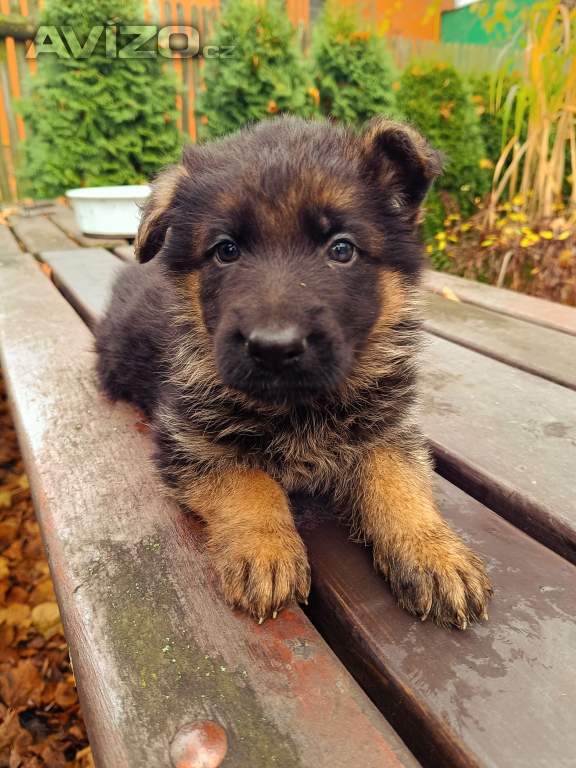 Foto inzerátu Štěňátka NO s PP 