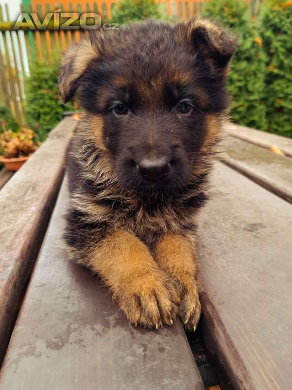 Foto inzerátu Štěňátka NO s PP 