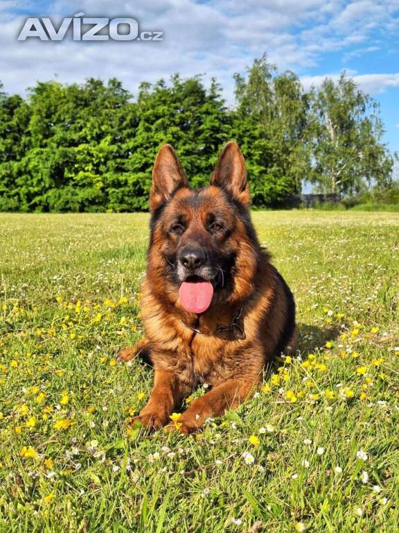 Foto inzerátu Štěňátka NO s PP 