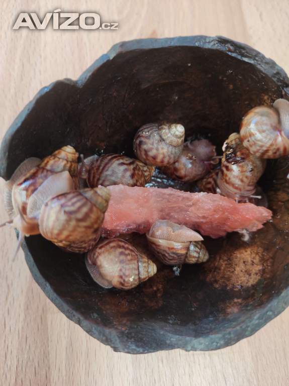 Foto inzerátu ŠNEK AFRICKÝ lissscjatina immaculata