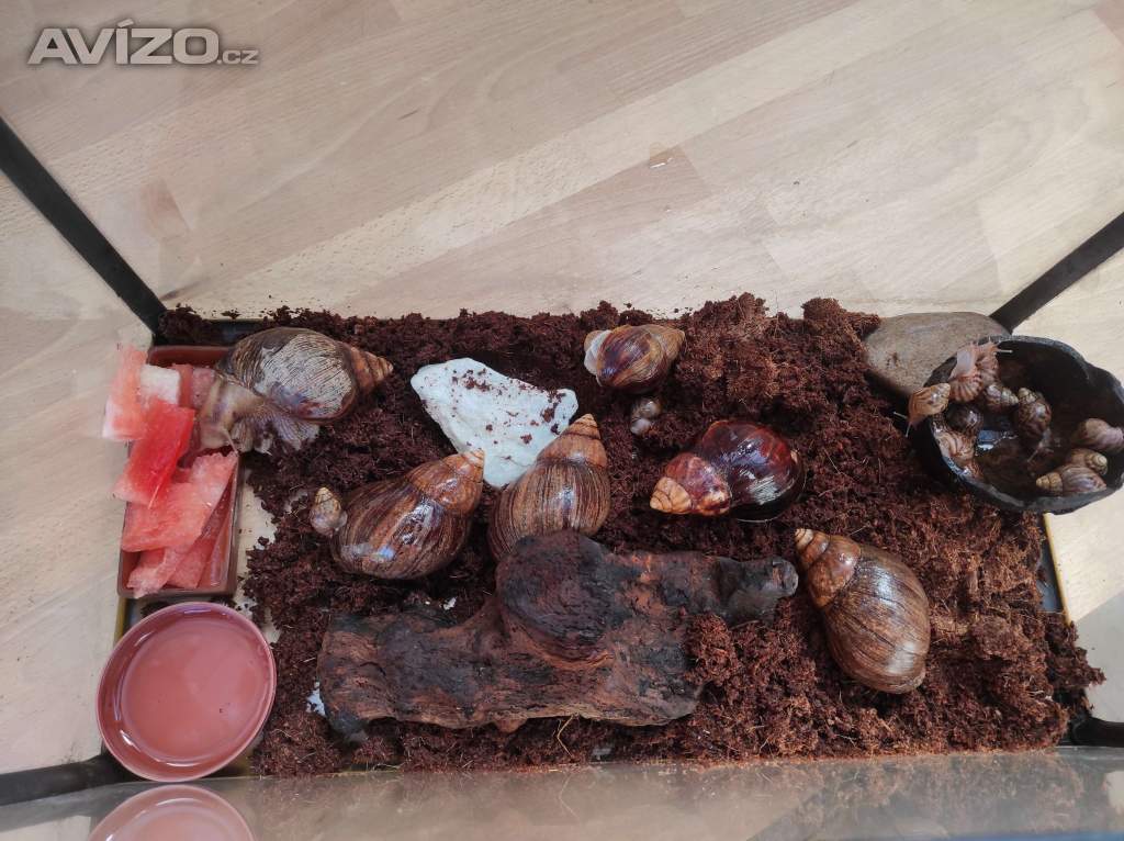 Foto inzerátu ŠNEK AFRICKÝ lissscjatina immaculata