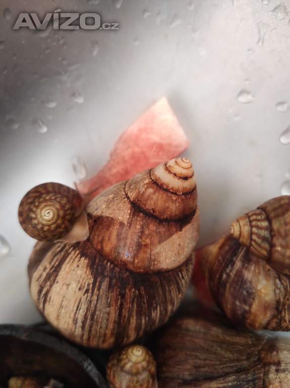 Foto inzerátu ŠNEK AFRICKÝ lissscjatina immaculata