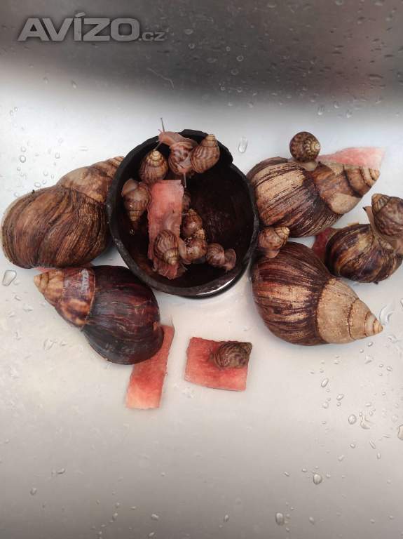 Foto inzerátu ŠNEK AFRICKÝ lissscjatina immaculata