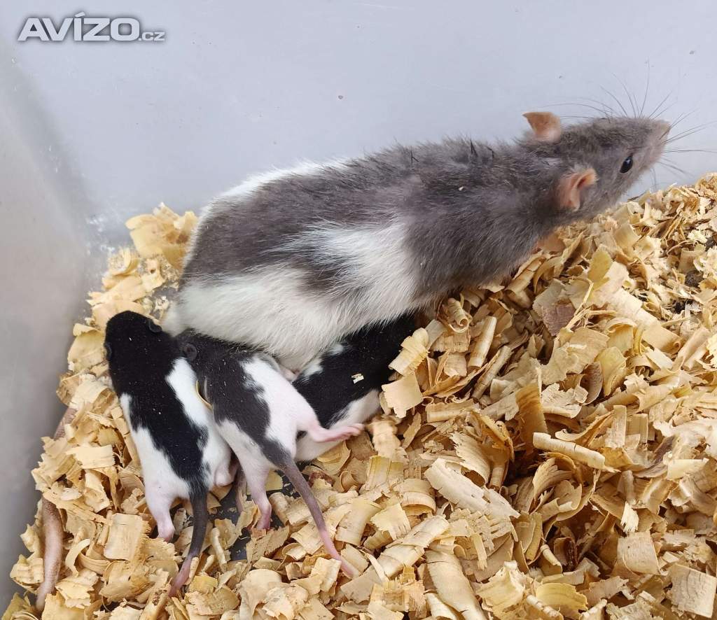Foto inzerátu Potkani - prodám mláďata potkanů