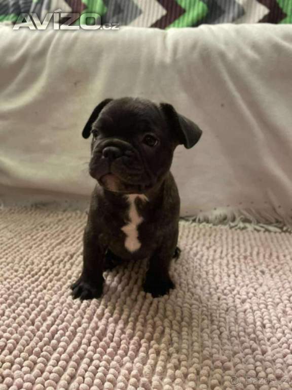 Foto inzerátu Francouzský buldoček 