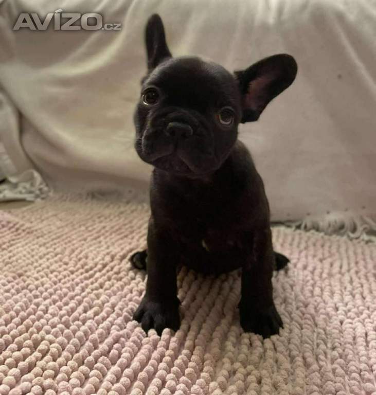 Foto inzerátu Francouzský buldoček 