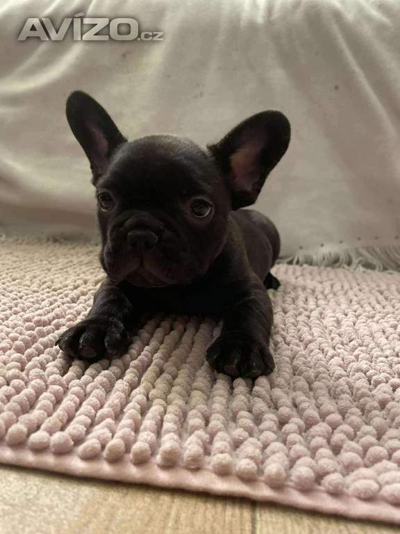 Foto inzerátu Francouzský buldoček 