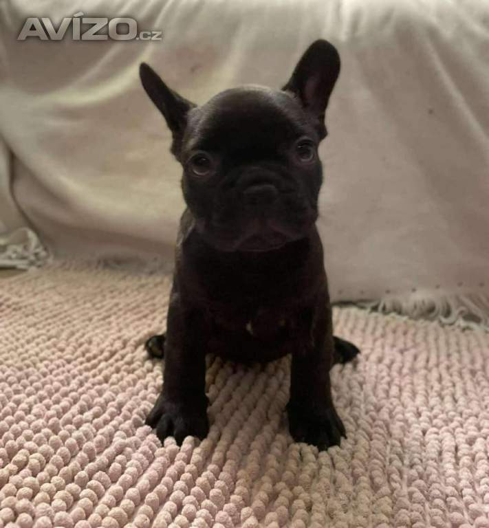 Foto inzerátu Francouzský buldoček 
