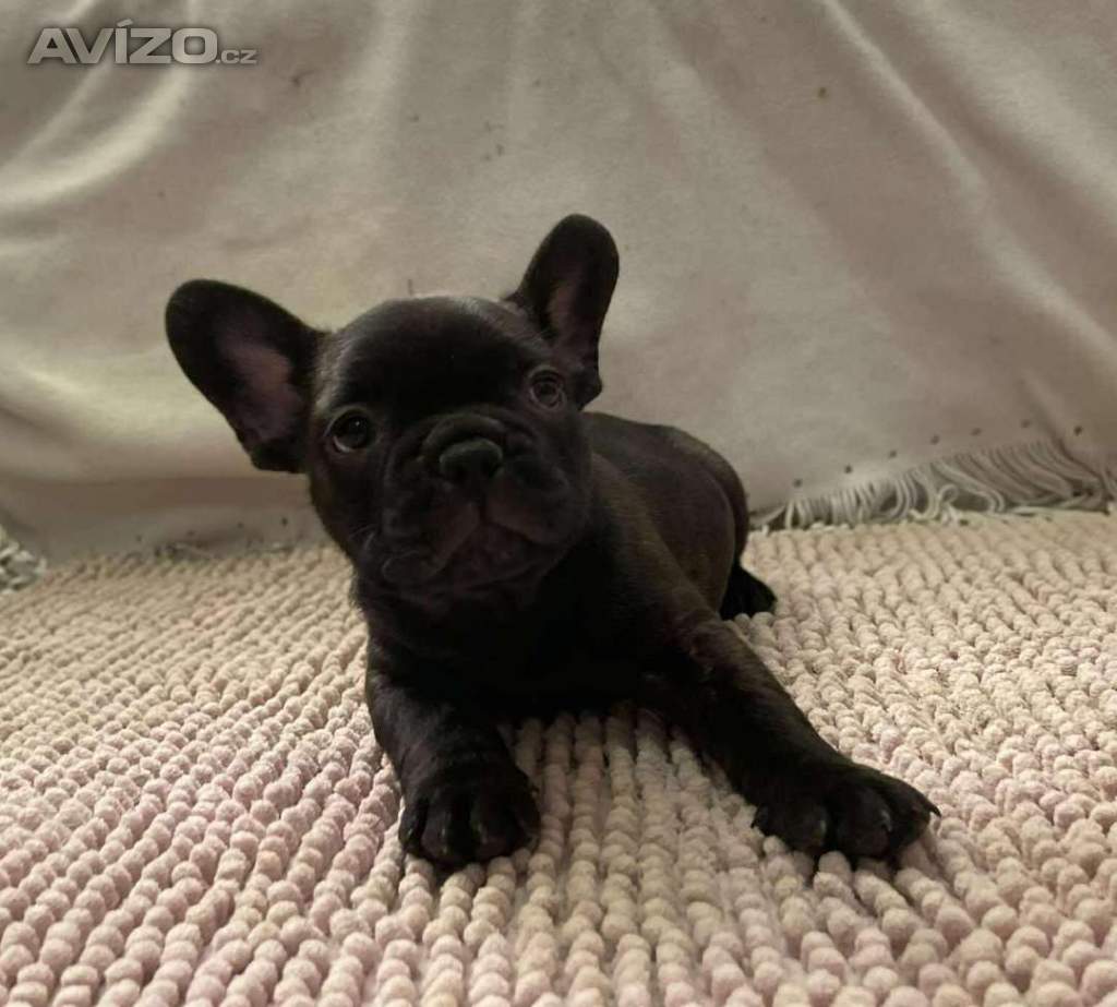 Foto inzerátu Francouzský buldoček 