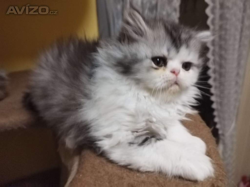 perská koťátka
