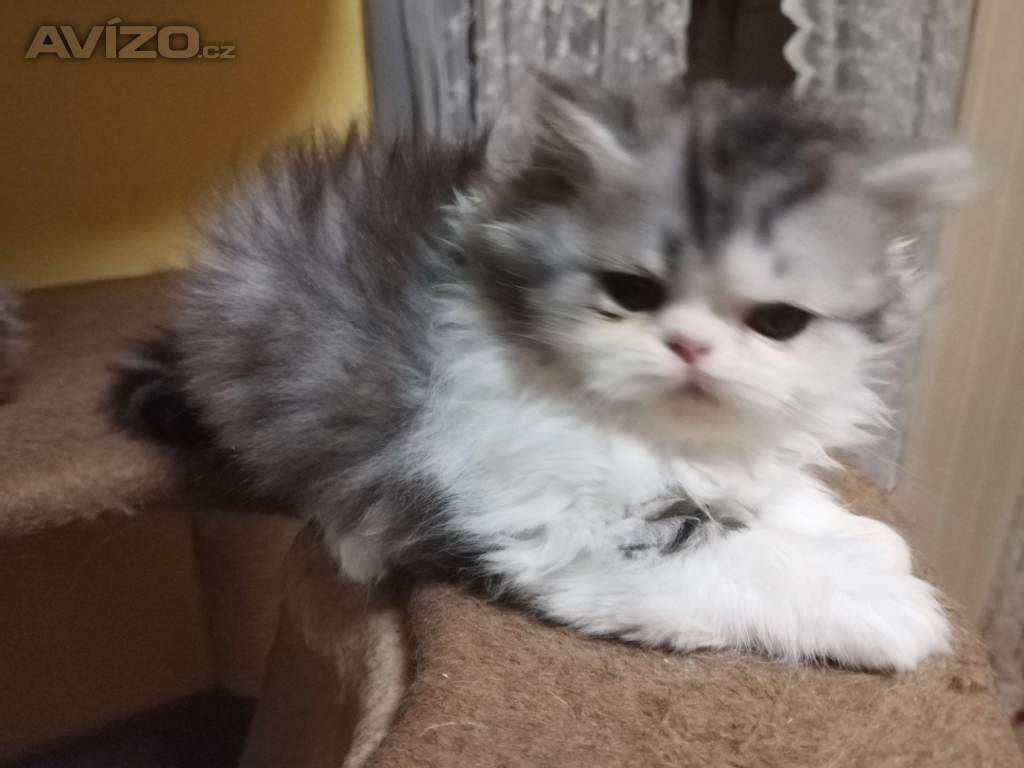 Foto inzerátu perská koťátka