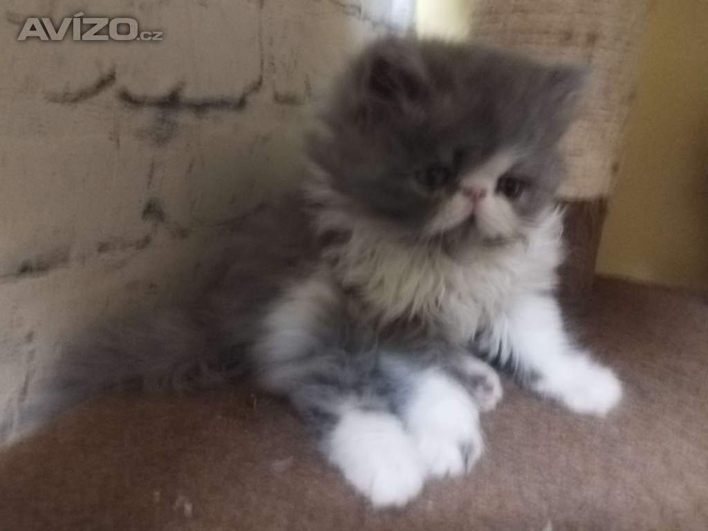 Foto inzerátu perská koťátka