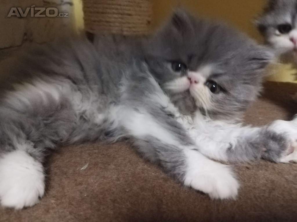 Foto inzerátu perská koťátka