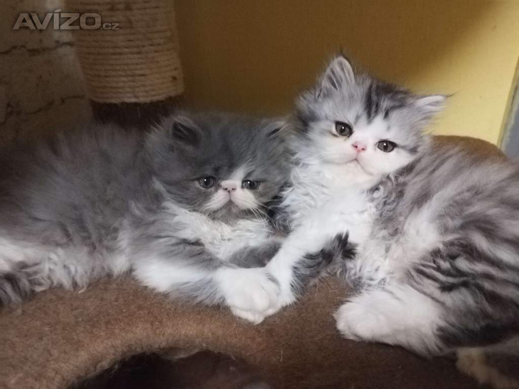 Foto inzerátu perská koťátka