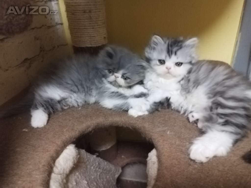 Foto inzerátu perská koťátka