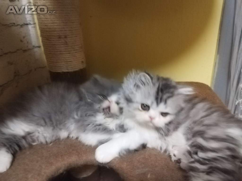 Foto inzerátu perská koťátka