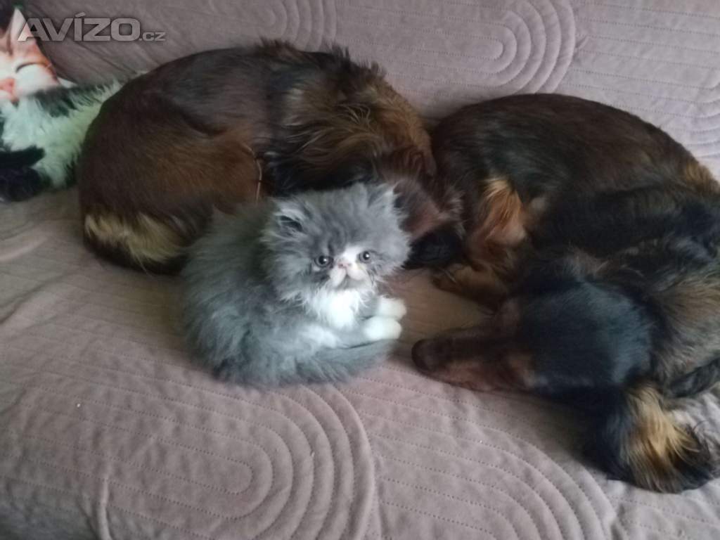 Foto inzerátu perská koťátka