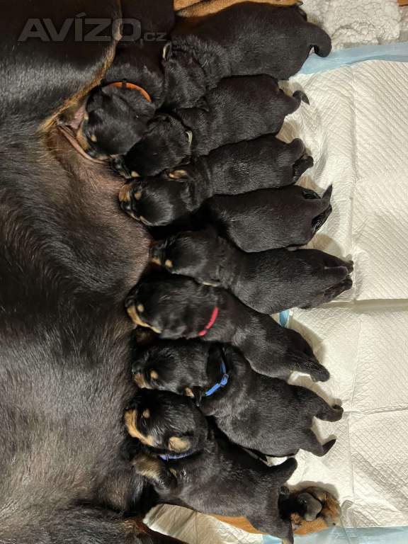 🖤 Rottweiler štěňátka – síla, srdce a věrnost v jednom