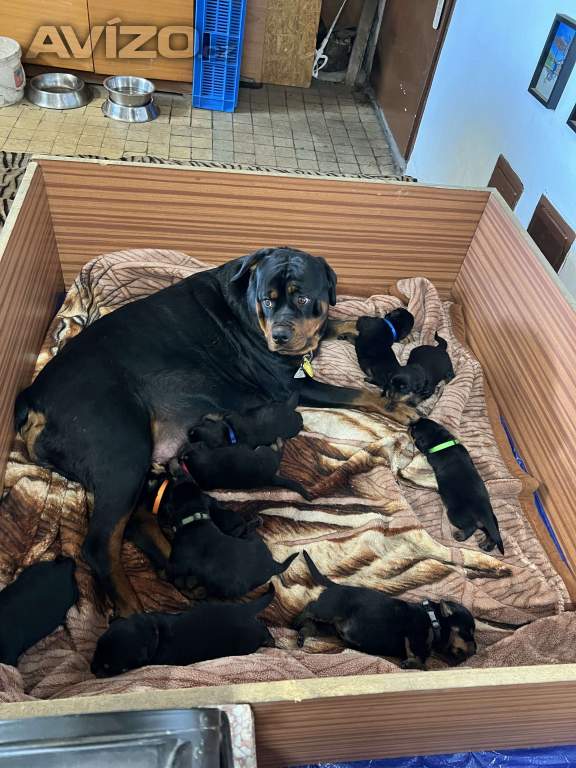 Foto inzerátu 🖤 Rottweiler štěňátka – síla, srdce a věrnost v jednom