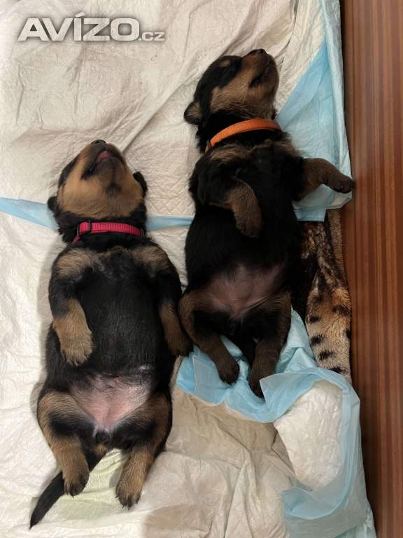 Foto inzerátu 🖤 Rottweiler štěňátka – síla, srdce a věrnost v jednom